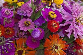 11 roses — 75 usd including delivery fee. Adam S Farm Gardens