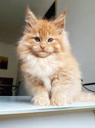 They are often called a talking cat because they are so vocal. Maine Coon Kittens For Sale In Maine Mainecoon Org