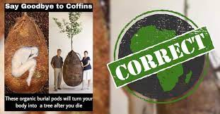 Our latest course focuses on how to improve your critical thinking and become more aware of. You Can Bury Ashes In Biodegradable Burial Pods But Full Body Pod Not Legal Africa Check