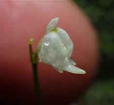 Image result for Utricularia arenaria