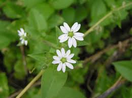 Image result for Stellaria sennii