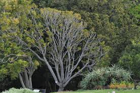 Image result for Neocussonia umbellifera