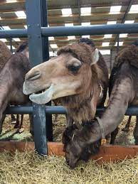 Who knew that the next president of the united states had such a formative connection to california? Dutch Camel Farm Smits Dairy The Only Camel Dairy In Europe Dutch Dutch Goose