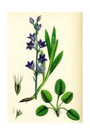 Campanula Rapunculus Rampion Bell Flower Giclee Print Art Com In 2020 Giclee Print Giclee Campanula