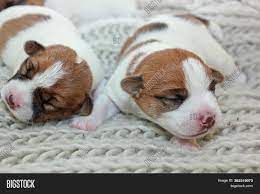 Minimum of 4 dogs earning titles. Two Newborn Blind Image Photo Free Trial Bigstock