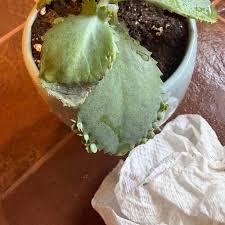 Image result for Kalanchoe glaucescens