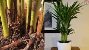 Liquid soap and neem oil are also very effective against mealybugs. Areca Palm From Root Rot Sings Causes And Treatment Garden For Indoor