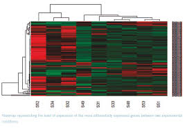 Image result for bioinformatics heatmap