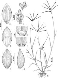 Image result for Digitaria monodactyla