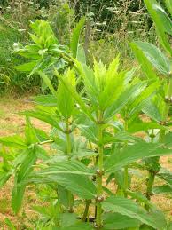 Image result for Psophocarpus lancifolius