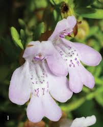 Image result for Lamiaceae
