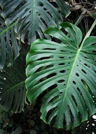 Monstera Philodendron 6 Inch Pot Etsy Swiss Cheese Plant Cheese Plant Monstera Deliciosa