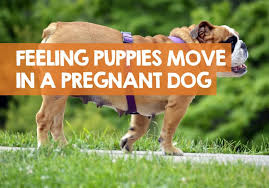 Although your pup can detect a change. When Can You Feel Puppies Move In A Pregnant Dog
