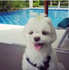 그릇장사 이렇게 하면 안된다. 코로나 전엔 강아지랑 방콕에서 50일씩 살았어. 사진이 그때 내 아침이야. 프롬퐁역의 AIRBNB.  태국찬합이 내 마음에 들어왔어. 난 연락도 없이 바로 공장에 찾아가. 사장만나. 500만원어치 사. 배로 보내. 한국오면