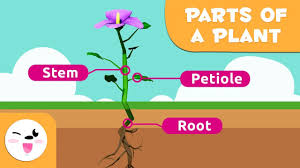 Check out this educational tabstart page that is designed to assist teachers as they teach their students about the different parts of plants using diagrams. Parts Of The Plant For Kids Plant Characteristics Youtube