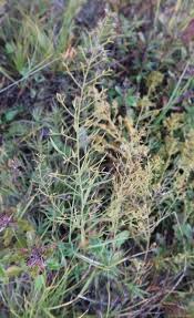 Image result for Thesium megalocarpum