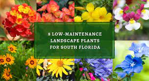 Fountain grass will be darker and shinier with full sun and medium soil moisture, but it's also tolerant to some drought. 8 Low Maintenance Landscape Plants For South Florida Plant Professionals