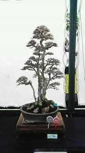 The national bonsai & penjing museum is the world's first and finest bonsai museum, and its we invite you to explore the museum's large collection of bonsai and penjing trees and their related art. Pin Oleh Thuyáº¿n Máº¡nh Di Gardens And Other Stuff Pohon Bonsai Bonsai Kebun