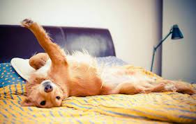 Dann hatte er eine blasenentzündung und immer urin verloren. Hund Mit Ins Bett Agila