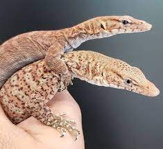 Dwarf Pilbara Monitors Reptiles Pet Monitor Lizard Lizard