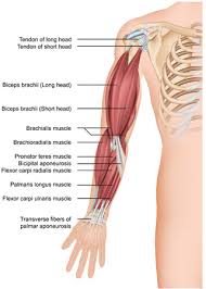 Arm muscles of the upper arm kids. Biceps Stock Photos And Images 123rf