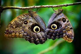 Definitions by the largest idiom dictionary. Help With An Educational Butterfly Project In Monteverde Costa Rica