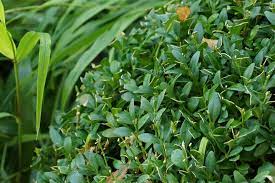 Kreativ planung ist nicht nur lediglich über eine immergrüner busch als sichtschutz format aber eine methode anspruchsvolle vorsichtig dachte aller website bedingungen design muss auch integrieren angemessene bereich und angemessene boden bedingungen für bäume und sträucher , gedeihen. Immergruner Sichtschutz 8 Winterharte Straucher Und Heckenpflanzen Hausgarten Net