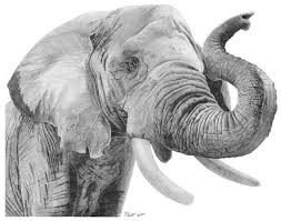 50 Professional Photo Realistic Animal Drawings Realistic Animal Drawings Elephant Drawing Pencil Drawings Of Animals