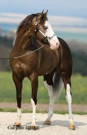Paint Black And Brown Horse Security Check Required Facebook Horses Reining Horses Horse Painting