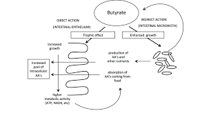 Fatty acids—like butyrate—may help keep the gut wall healthy and sealed. Suggested Action Mechanism Of Sodium Butyrate Based On The Results Of Download Scientific Diagram