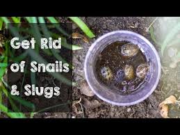 When slugs and snails slide onto copper, they get a mild electric shock and retreat. White Slugs In Your Garden Pros Cons And How To Remove Them Your Indoor Herbs