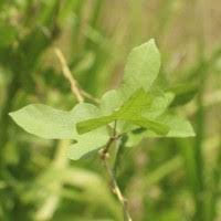 Image result for Psophocarpus scandens