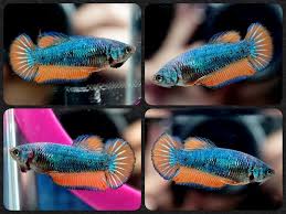 Live Betta Fish Metallic Blue Orange Hmpk Halfmoon Plakat Female Fm378 Katoikidia Zwa