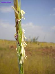 Image result for Sehima