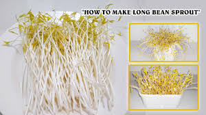 Masukkan saus tiram selera dan daun bawang. Tutorial Cara Membuat Tauge Panjang How To Make Long Bean Sprouts Lely S Journal Youtube