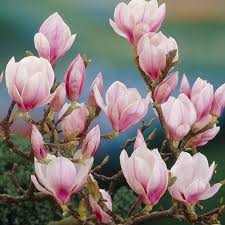 Image result for magnolia soulangeana