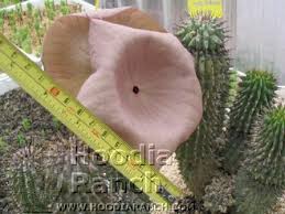 Image result for Hoodia currorii