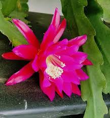 Getting the christmas cactus to bloom during christmas can be tricky, but if you feed it just right, you will be glad that you took the extra time to figure out the during mid to late summer, you can use a fertilizer that is high in phosphorus once a month to help enhance the flowers when they bloom. Houseplant Orchid Cactus Cereus Epiphyllum Live Flower Plant Etsy Orchid Cactus Planting Flowers Orchids