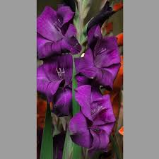 Image result for Gladiolus bellus