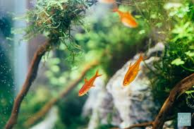 The Best Tetras For A Planted Tank Glass Aqua Freshwater Aquarium Freshwater Aquarium Plants Aquarium Fish