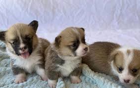Pets and animals dallas 600 $ view pictures. Adorable Dogs And Puppies For Adoption Adorable Outstanding Corgi Puppies Ready For Their New And Forever Lovely Home Good With Kids And Other Pets Been Wormed And Deflected Vet Checked Males And