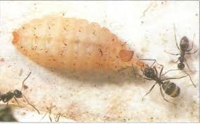 Image result for Globimetula anguliflora