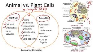Maybe you would like to learn more about one of these? Plant V Animal Cells Youtube
