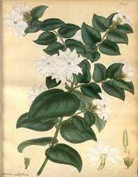 Image result for Jasminum multiflorum