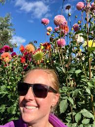 What is the identity of this dahlia variety?