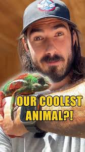 showing our panther chameleon, Bernard, some love 🦎 #reptiles #chameleon  #chameleonsofinstagram eon