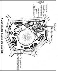Maybe you would like to learn more about one of these? Draw A Plant Cell And Label The Parts In Copy Class 8 Brainly In
