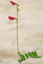 Image result for Tephrosia polystachya