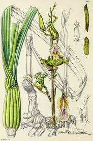 Image result for Cheirostylis lepida