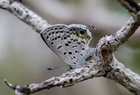 Image result for Cyanotis sp. aff. C. lapidosa